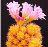 /album/galleria-foto-homepage2/cactus-fiorito-gif/